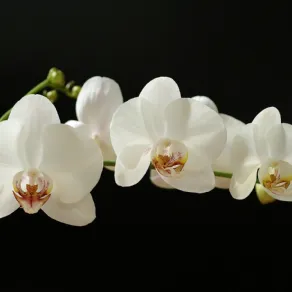 Orchidea bianca come curarla