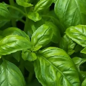 basilico