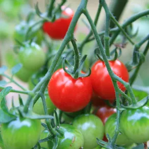 pianta di pomodori