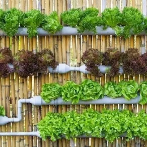 Orto verticale cosa piantare