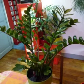 Piante verdi da appartamento