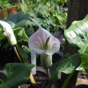 Arisaema fiorita