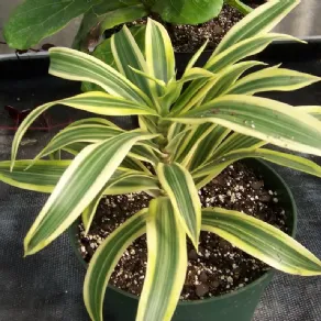 Foto di Dracaena