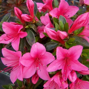L'azalea, pianta pericolosa per il gatto