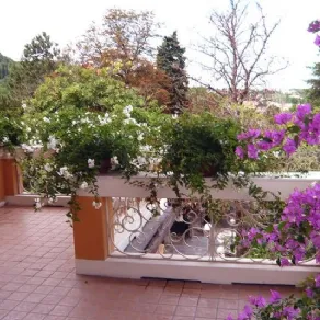 Piante da esterno