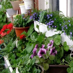 Piante da balcone