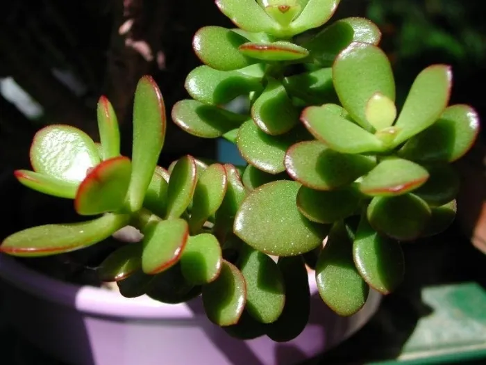 Mini piante grasse: una soluzione senza problemi