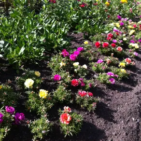 Piante grasse con fiori