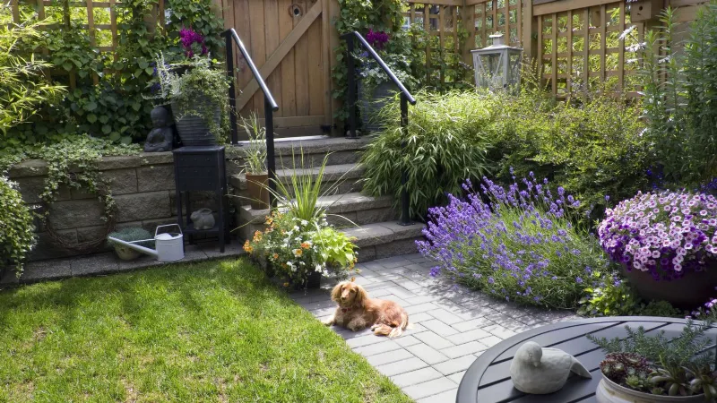 Pianta di Lavanda in giardino