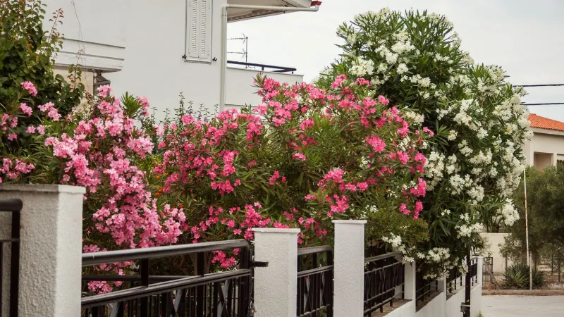 Piante di Oleandro in fiore