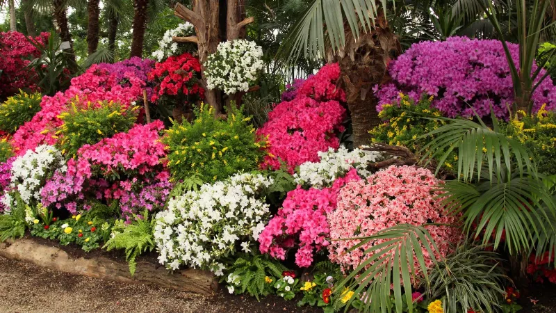 Cespugli di Azalee con fiori in diverse sfumature
