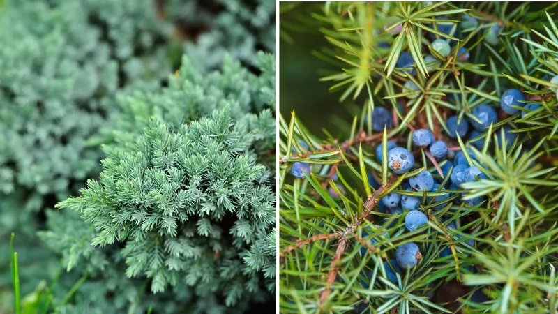 Ginepro: bacche sull'arbusto