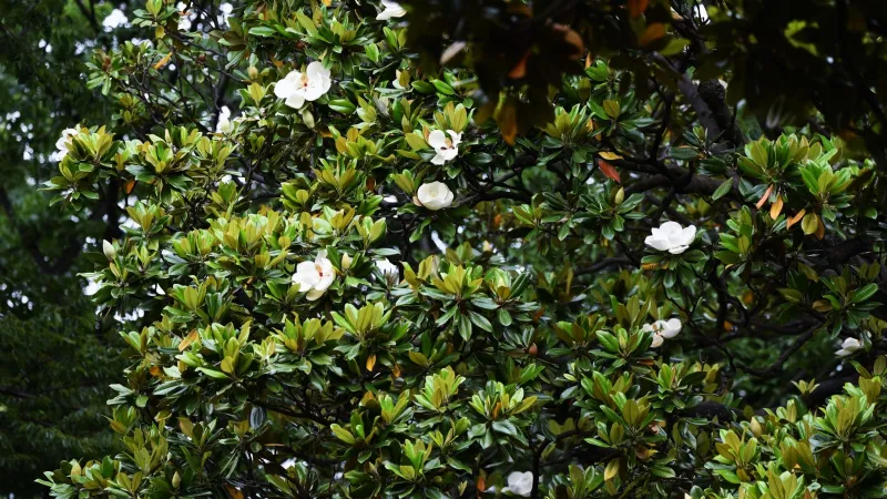 Magnolia grandiflora