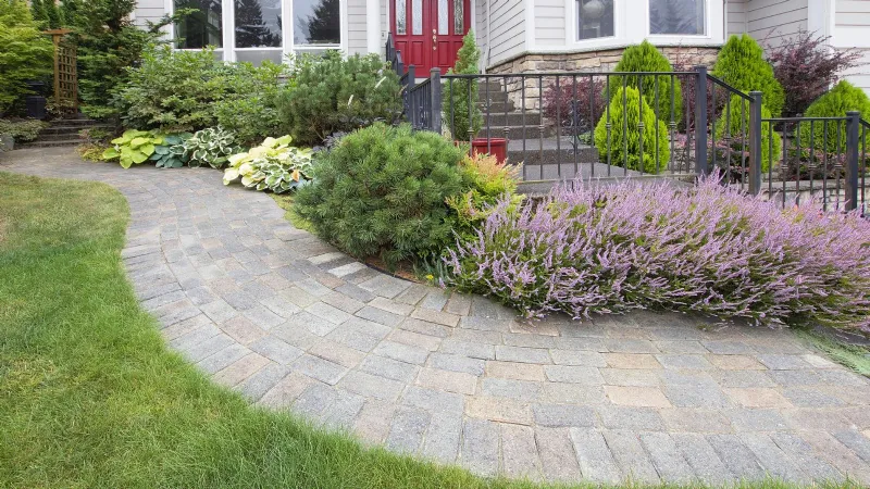 Vialetto con piante sempreverdi e lavanda in fiore