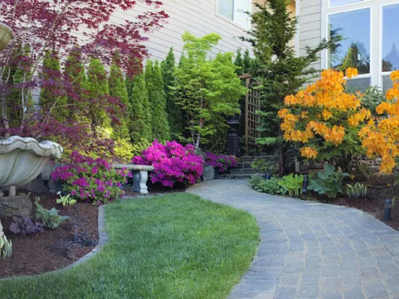 Piante sempreverdi da giardino: i vantaggi