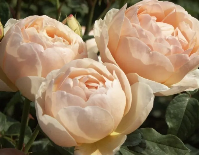 Potatura rose inglesi