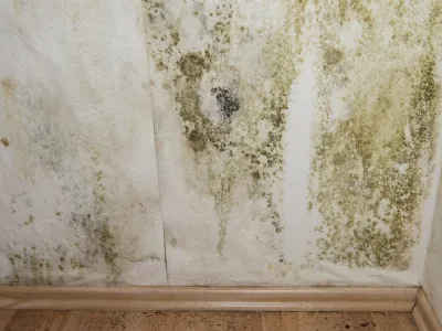 Come prolifera la muffa in casa, cause e conseguenze