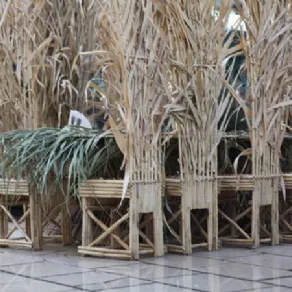 Sedie di bamboo