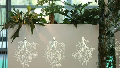 Piante nel vaso