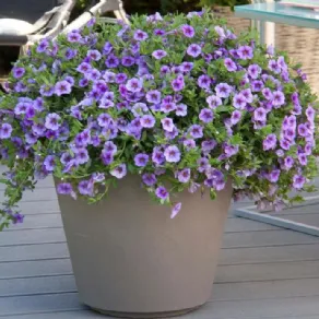 Calibrachoa