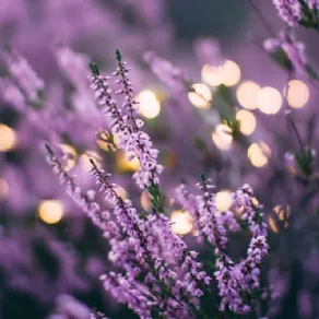 Lavanda
