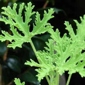 Rimedi zanzare, la citronella