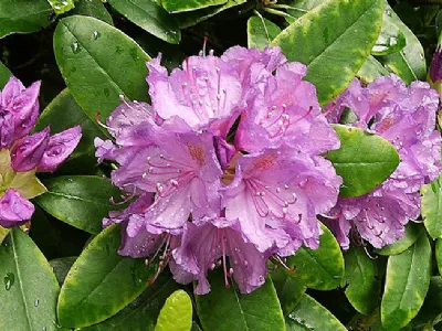 Rododendro pianta
