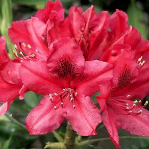 Potatura rododendro