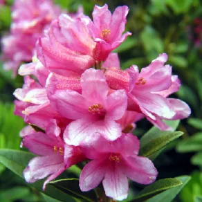 Coltivazione rododendro