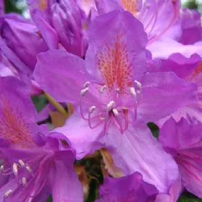 Fiore rododendro