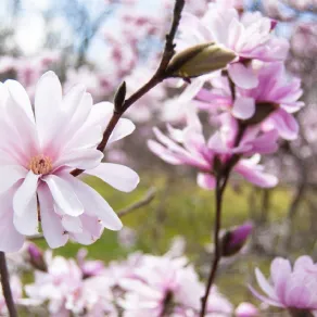 fiori di magnolia stellata