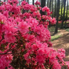 fiori di azalea