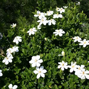 pianta di gardenia