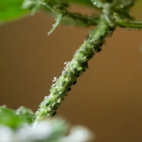 Esempi di afidi infestanti la pianta