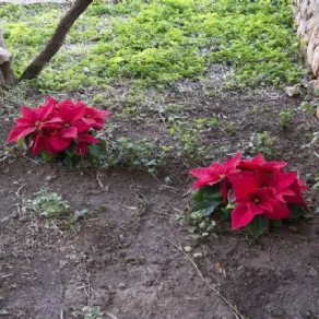 Il trapianto della stella di Natale direttamente nel terreno ne favorisce il benessere