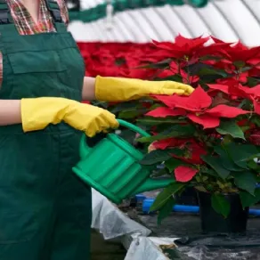 Annaffiature curate e moderate sono fondamentali per il benessere della stella di Natale
