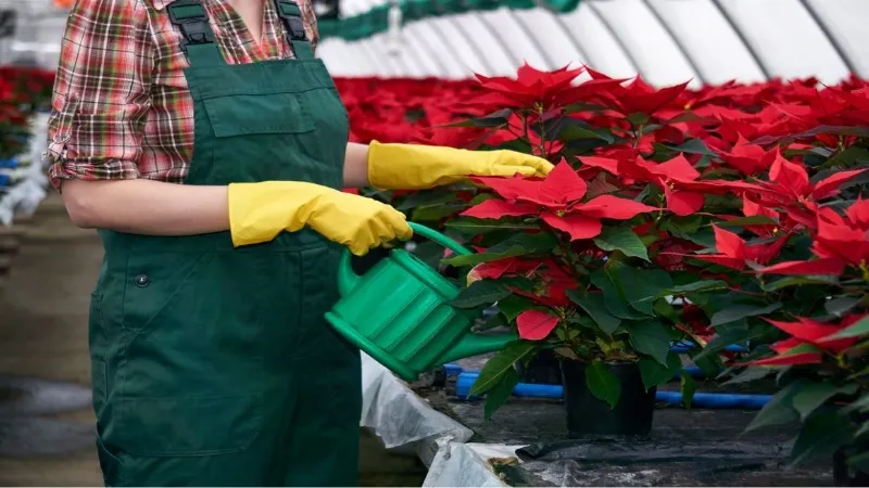Annaffiature curate e moderate sono fondamentali per il benessere della stella di Natale