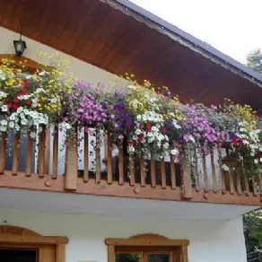 balcone fiorito