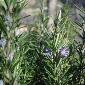 Pianta di rosmarino