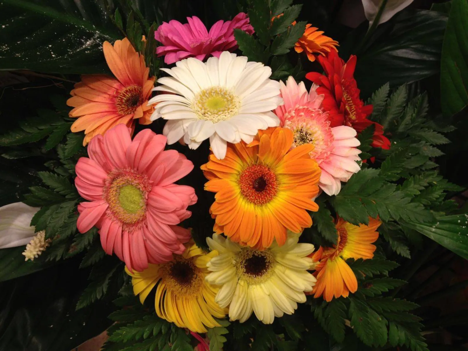 Gerbera, la margherita colorata - Il verde - Come ...