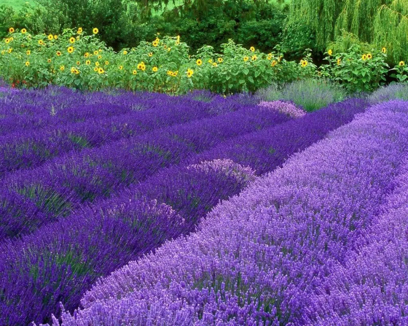 Pianta di lavanda
