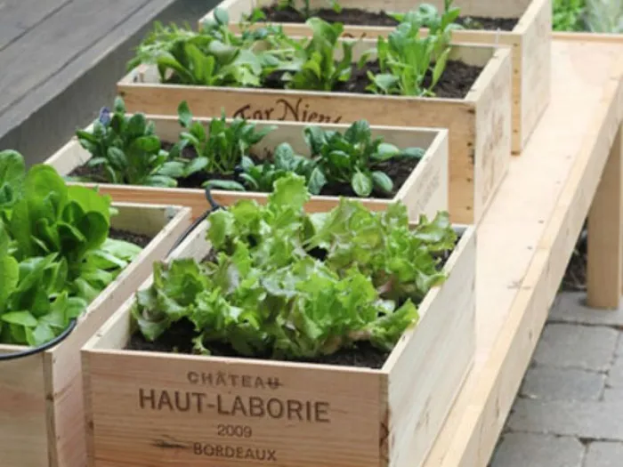Orto in balcone: come realizzare un funzionale orto in casa Creare un piccolo giardino in casa