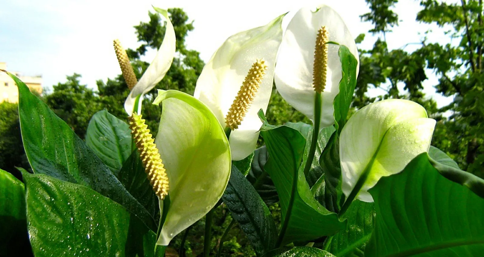 Piante appartamento - Il verde - Le diverse varietà di ...